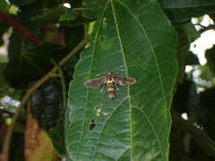 Eressa confinis