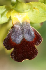 Ophrys fusca iricolor