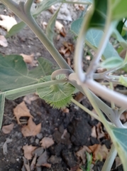 Datura innoxia