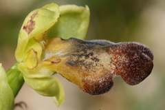 Ophrys fusca iricolor