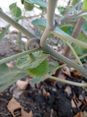 Datura innoxia