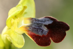Ophrys fusca iricolor