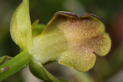 Ophrys fusca iricolor