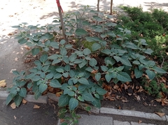 Datura innoxia