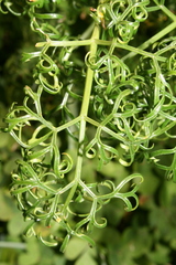 Ferula melitensis