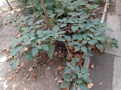 Datura innoxia