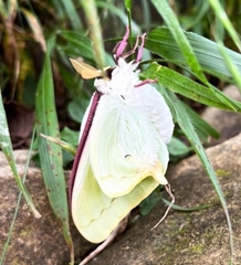 Actias aliena aliena
