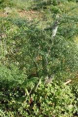 Ferula melitensis