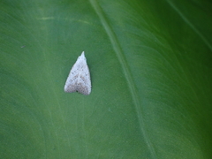 Meganola brunellus