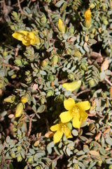 Hypericum aegypticum
