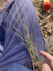 Eriachne pallescens
