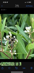 Megachile latimanus