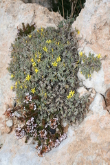 Erica multiflora