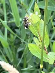 Megachile latimanus
