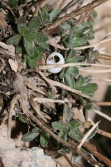 Chiliadenus bocconei