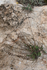 Chiliadenus bocconei