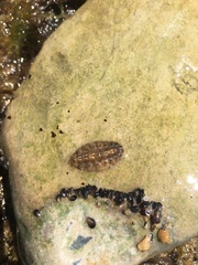 Acanthochitona fascicularis