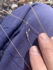 Eriachne pallescens