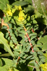 Euphorbia melitensis