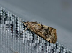 Aeschremon disparalis