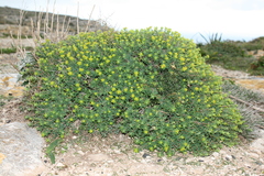 Euphorbia melitensis