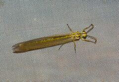 Myrmecaelurus