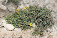 Hypericum aegypticum