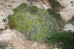 Euphorbia melitensis