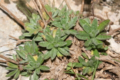 Chiliadenus bocconei