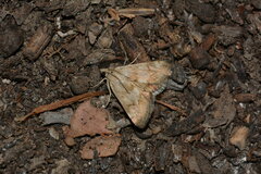 Odontiini