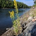 Pale Showy Goldenrod - Photo (c) Pat Deacon, some rights reserved (CC BY-NC), uploaded by Pat Deacon