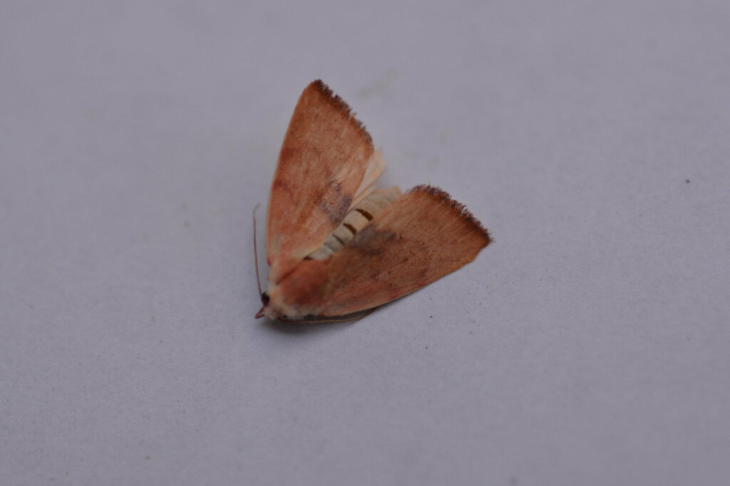 Earias chlorophyllana