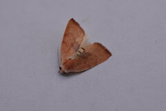 Earias chlorophyllana