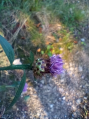 Centaurea