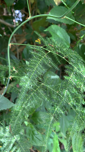 Asparagus setaceus image