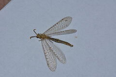 Myrmecaelurini