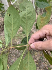 Pavetta australiensis
