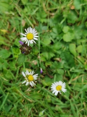 Bellis perennis
