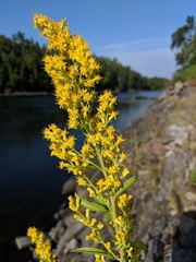 Solidago pallida