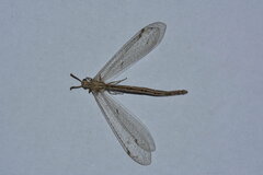 Cueta lineosa