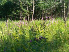 Liatris pycnostachya