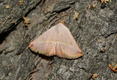 Eublemma pudorina