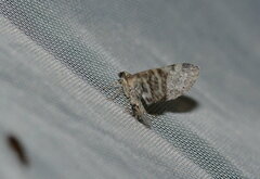 Eupithecia minusculata