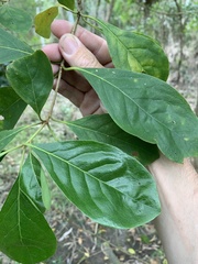 Pavetta australiensis