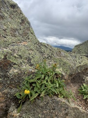 Solidago leiocarpa