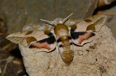 Hyles nicaea