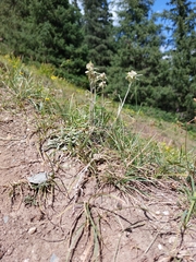 Leontopodium campestre