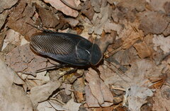 Polyphaga saussurei