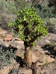 Tylecodon paniculatus