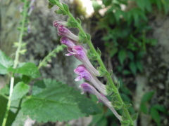 Scutellaria columnae